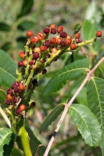 Rhus glabra