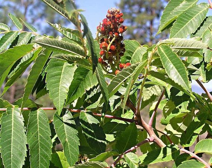 RHUS GLABRA L. - škumpa / sumach