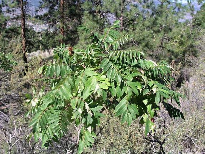 Rhus glabra