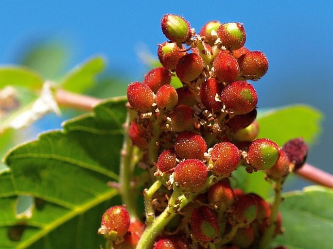 Rhus glabra