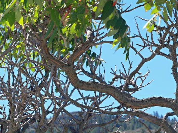 Rhus glabra