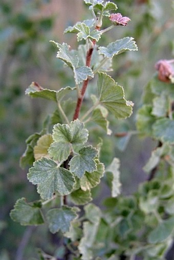 Ribes cereum