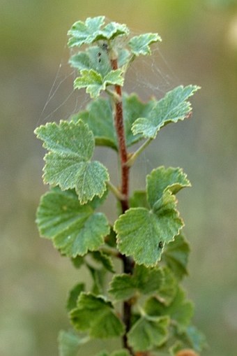 Ribes cereum