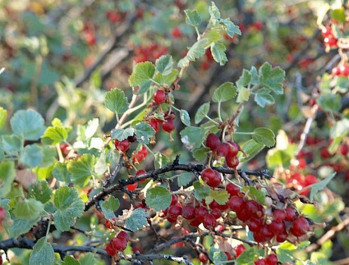 Ribes cereum