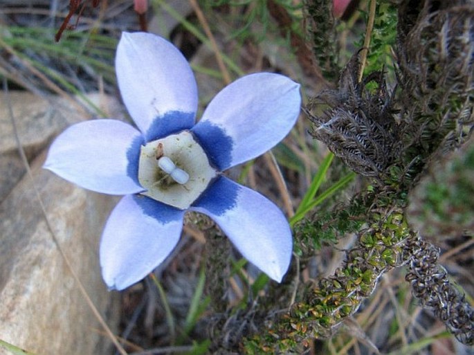 ROELLA CILIATA L.