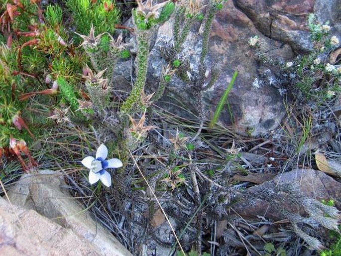 Roella ciliata