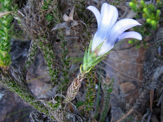 Roella ciliata