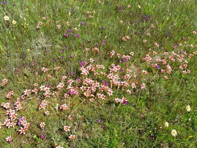 Romulea eximia