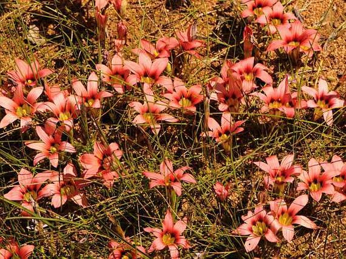 Romulea eximia