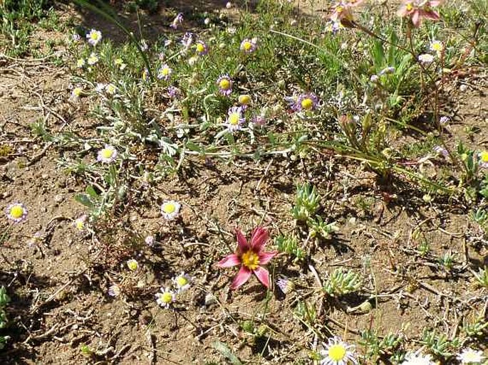 Romulea hirsuta