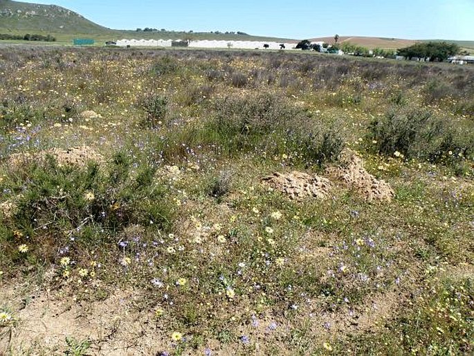 Romulea obscura