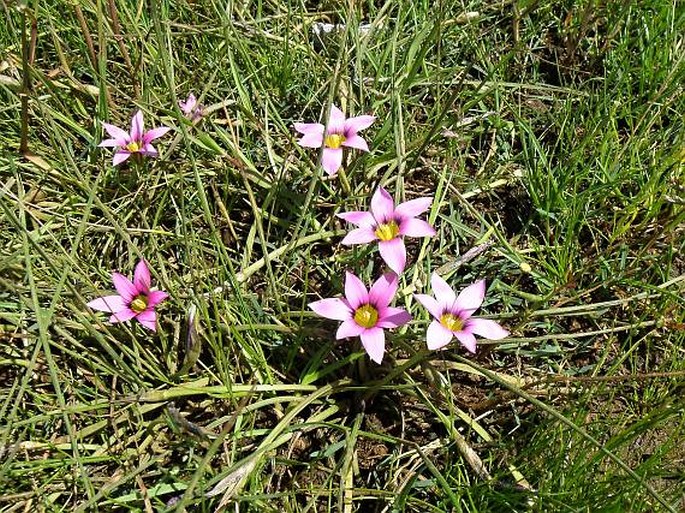 Romulea obscura