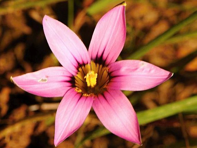 Romulea obscura