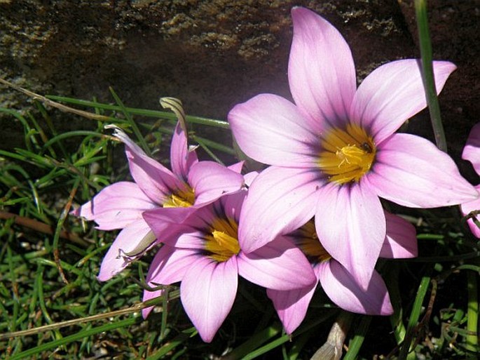 Romulea rosea