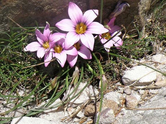 Romulea rosea