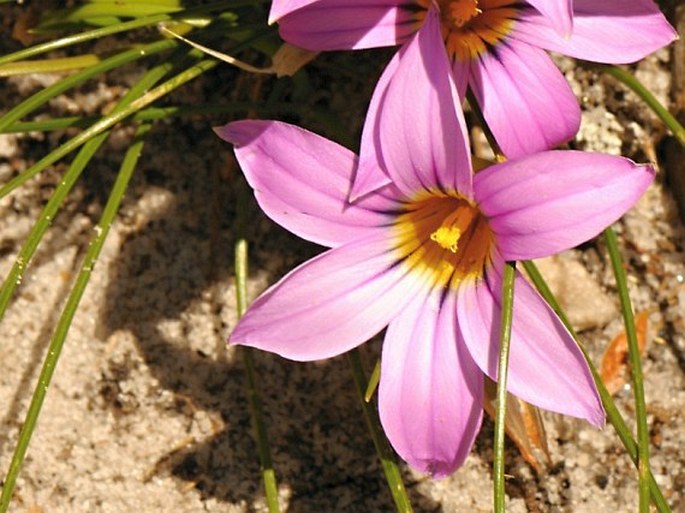 Romulea rosea