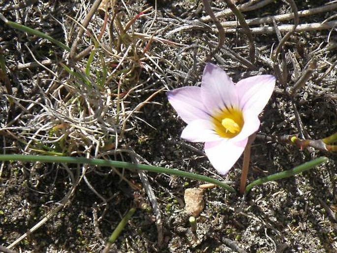 Romulea fibrosa