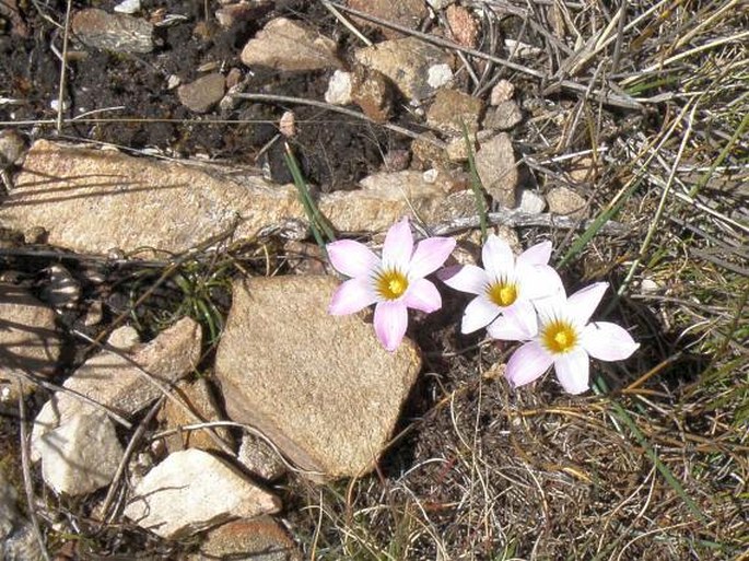 Romulea fibrosa