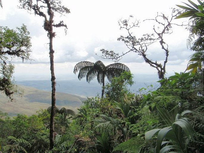 Roraima