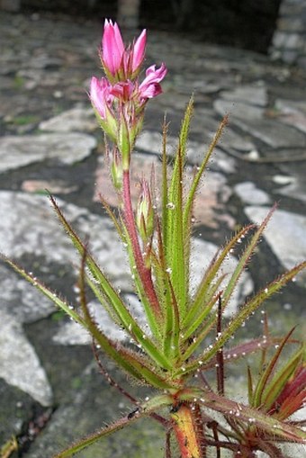 Roridula gorgonias