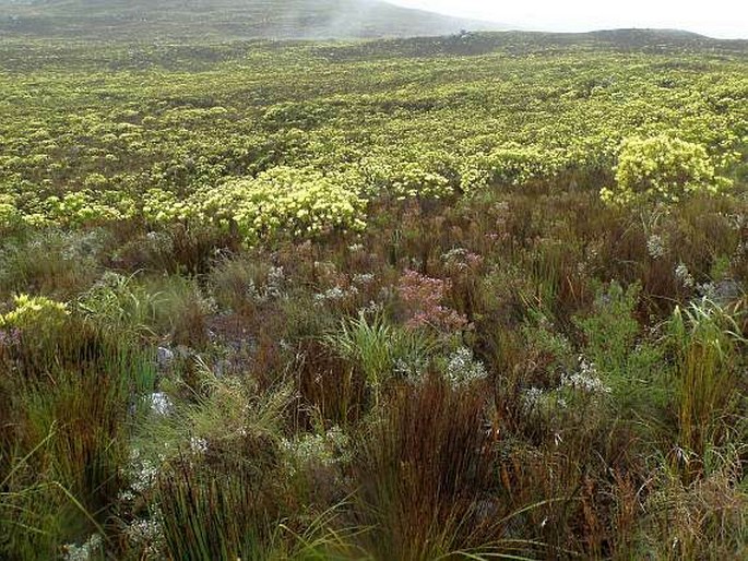 Roridula gorgonias