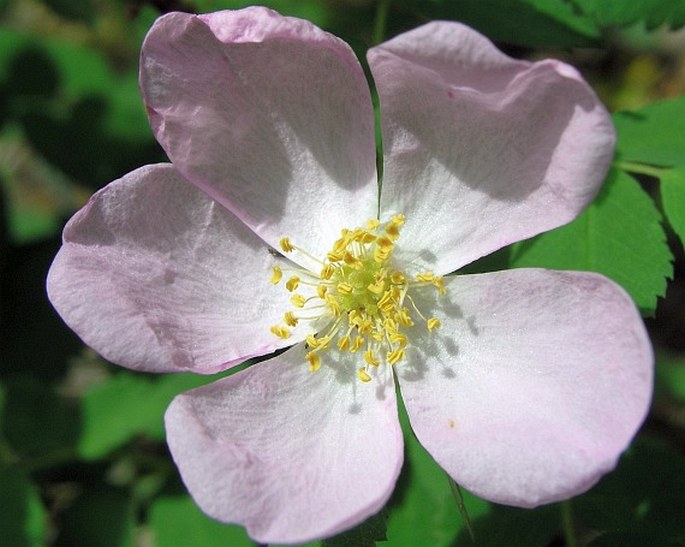 Rosa acicularis