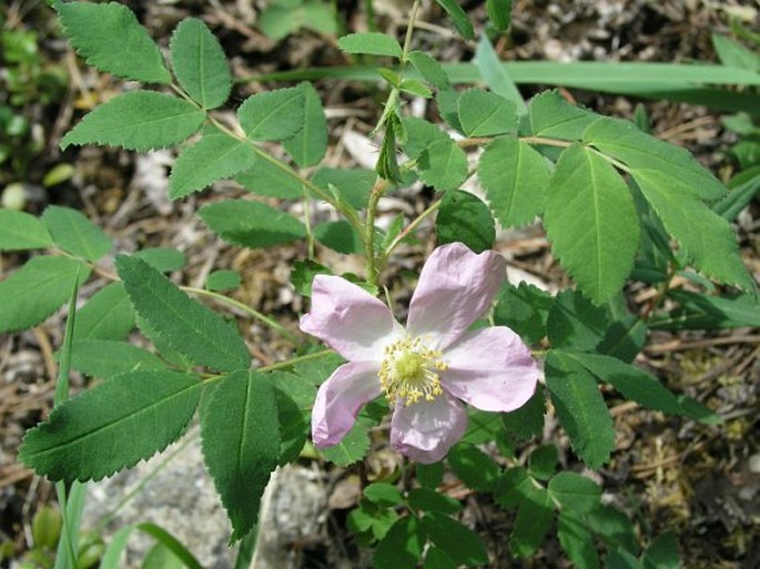 Rosa acicularis