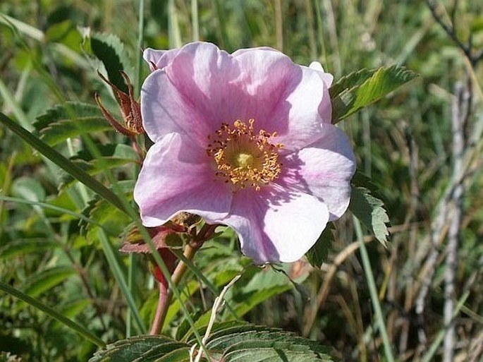 Rosa arkansana