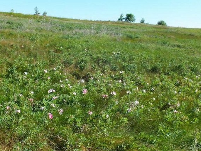 Rosa arkansana