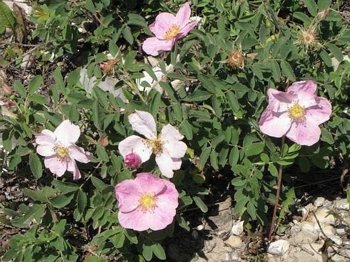 Rosa arkansana