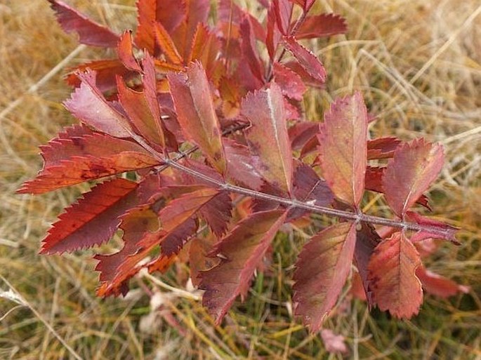 Rosa arkansana