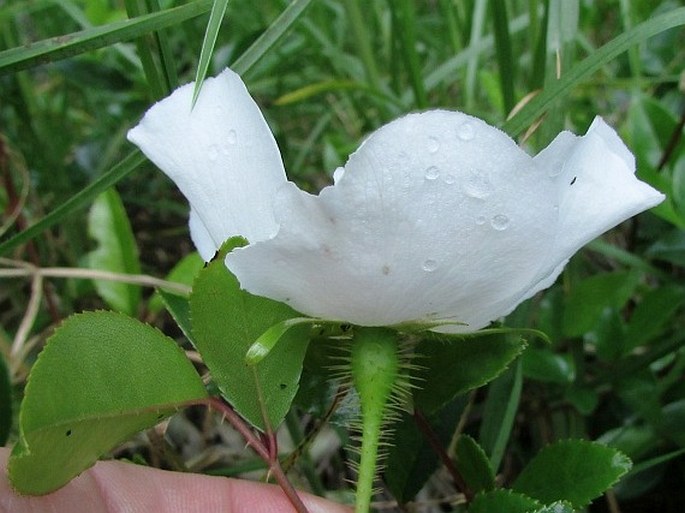 Rosa laevigata