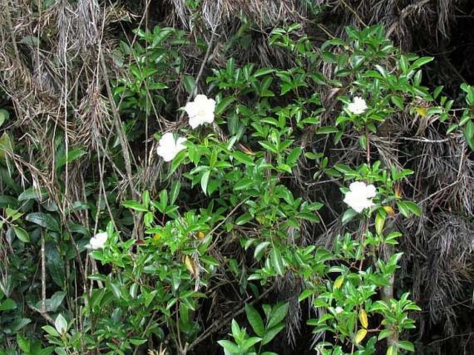 Rosa laevigata