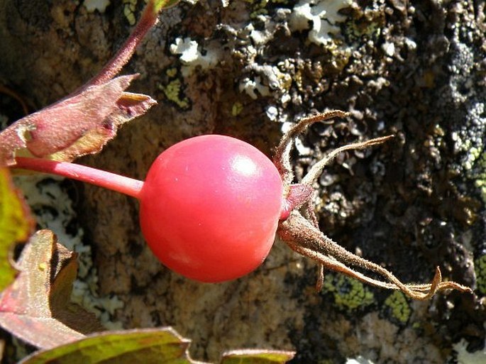 Rosa majalis