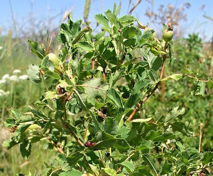 Rosa woodsii