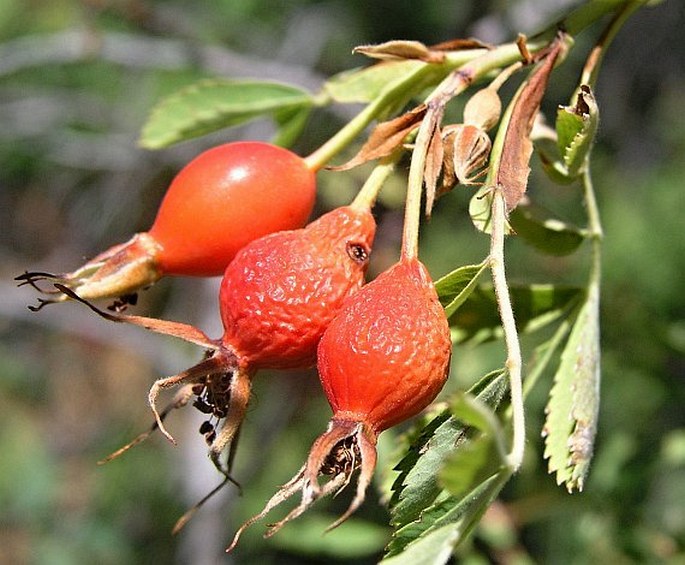 Rosa woodsii