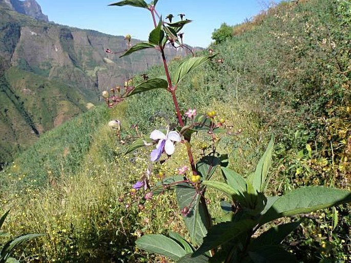 Rotheca myricoides