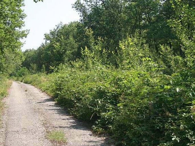 Rubus canescens