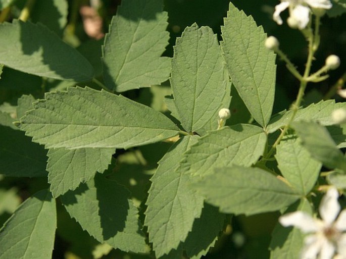 Rubus canescens