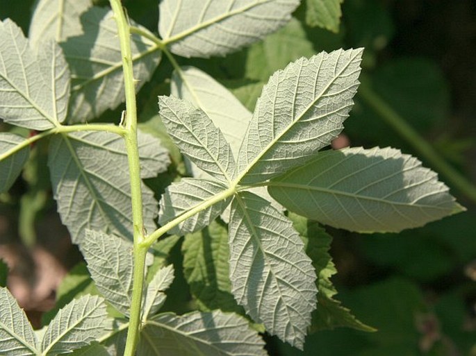 Rubus canescens