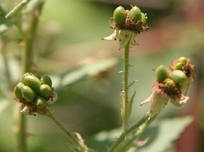 Rubus canescens