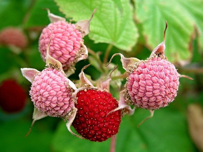 Rubus parviflorus