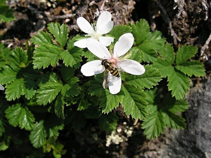 Rubus pedatus