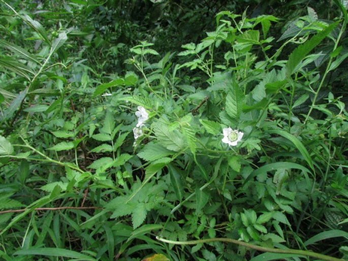 Rubus rosifolius