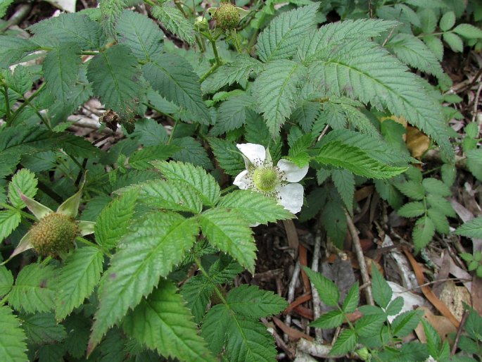 Rubus rosifolius