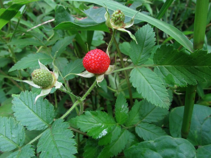 Rubus rosifolius