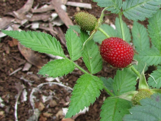 Rubus rosifolius