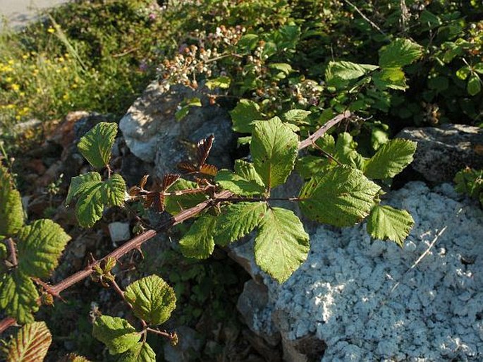 Rubus ulmifolius