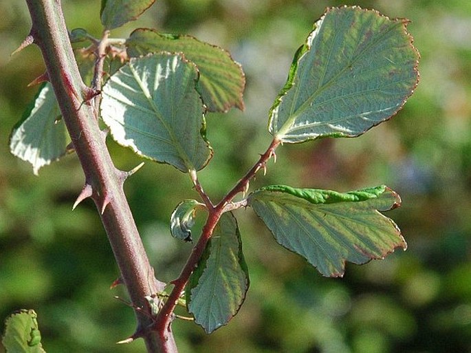 Rubus ulmifolius