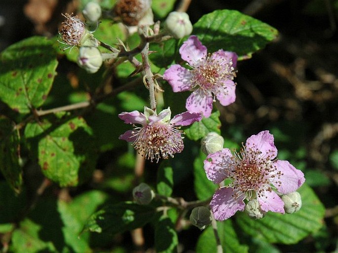 Rubus ulmifolius